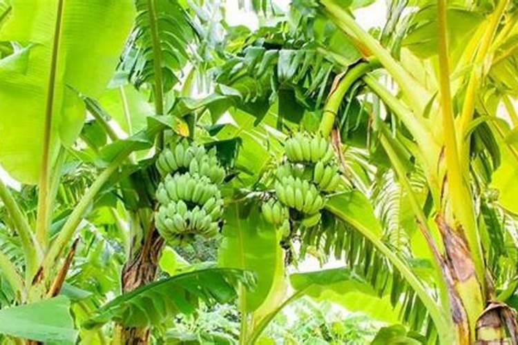 香蕉种植管理技术