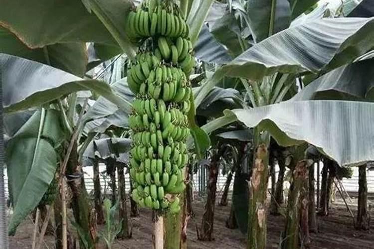 什么时候给香蕉施肥最好