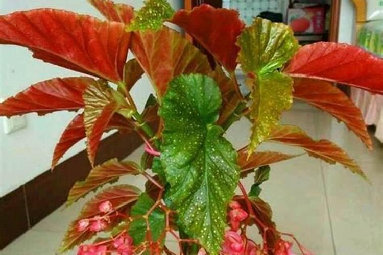 竹节海棠怎么施肥
