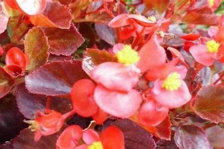 竹节海棠施什么肥最好