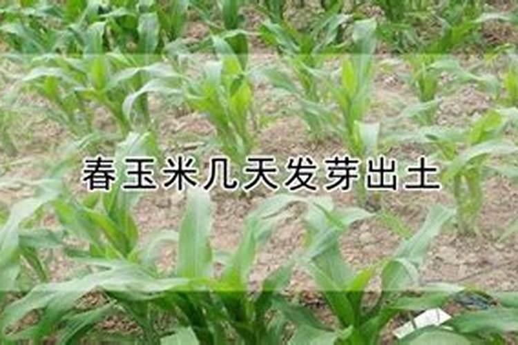玉米苗被水淹了怎么办