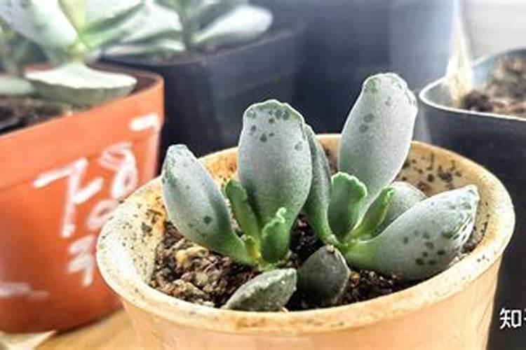 多肉植物需要什么肥料 施肥的方法是什么