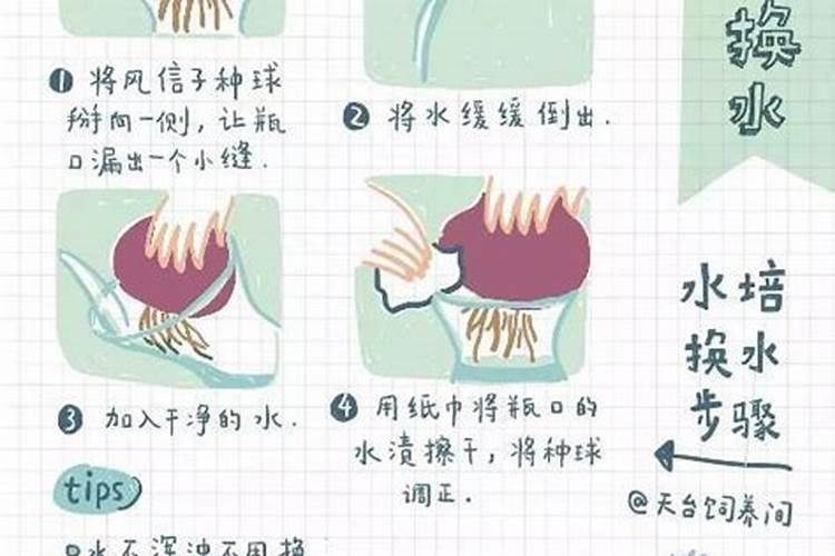 洋葱用什么肥料能使洋葱生长快