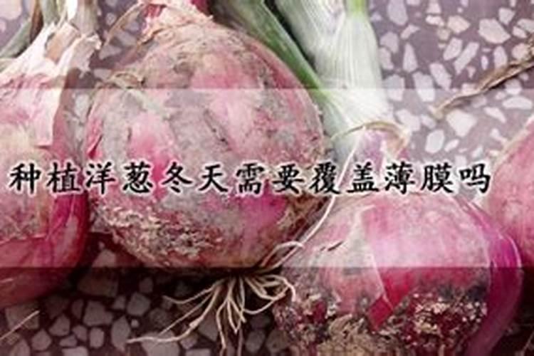 洋葱施什么肥最好