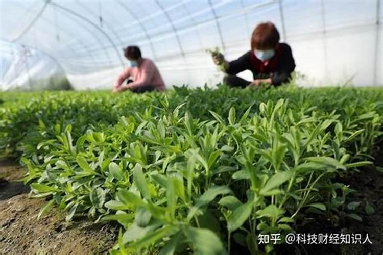 三角梅开花期间怎么施肥