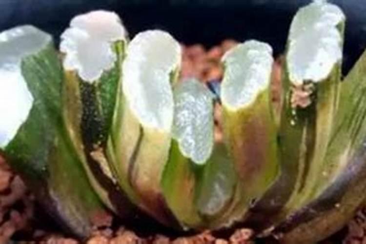 多肉植物玉扇怎么养