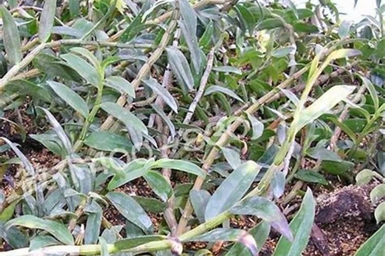 盆栽石斛兰花的叶面肥哪那种好 盆栽石斛兰花的叶面用什么肥料好百度知 ...