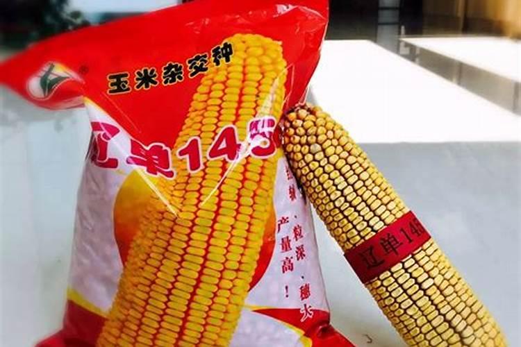 玉米金大棒叶面肥有效果吗