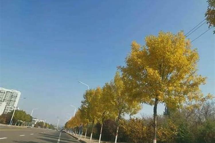 米兰花能用复合肥吗