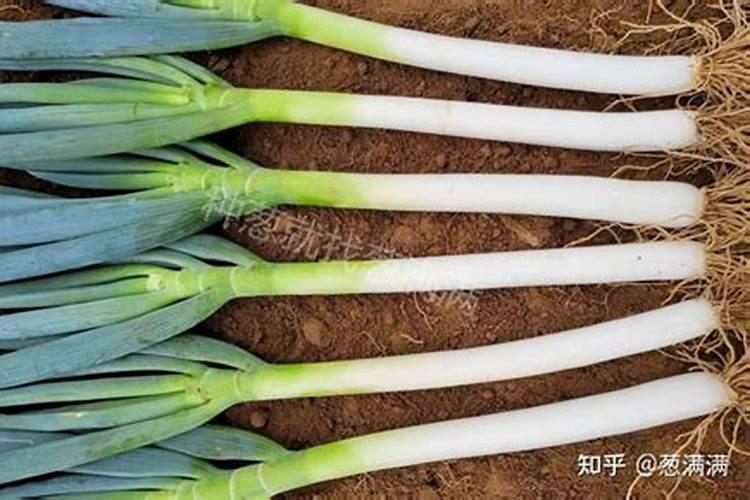 基地种植小葱的方法