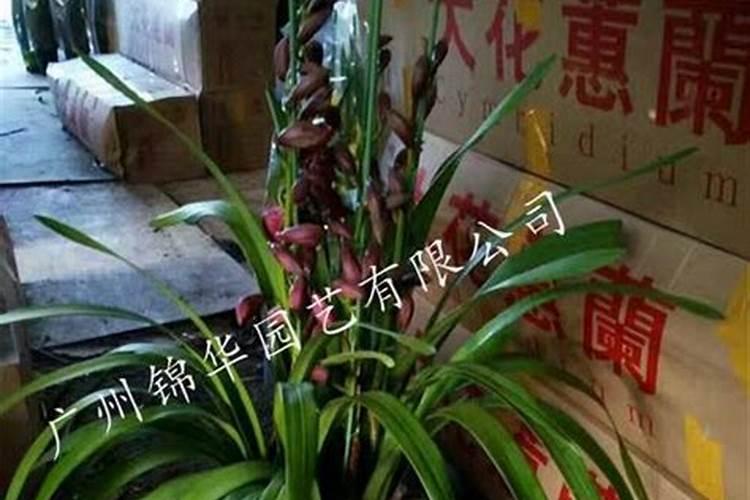 大花蕙兰花期多长,花期怎么养护