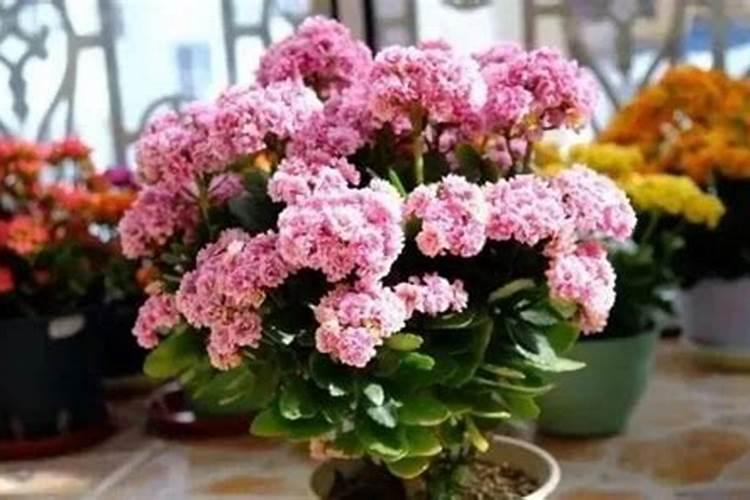 有哪些花能用氮肥