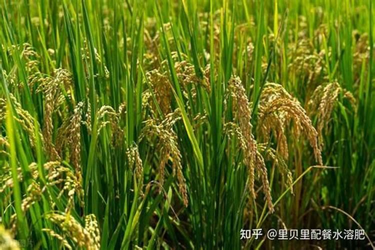 水溶肥硅肥用多少克