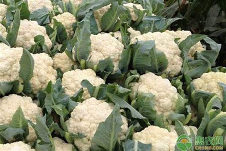 松花菜打什么叶面肥好