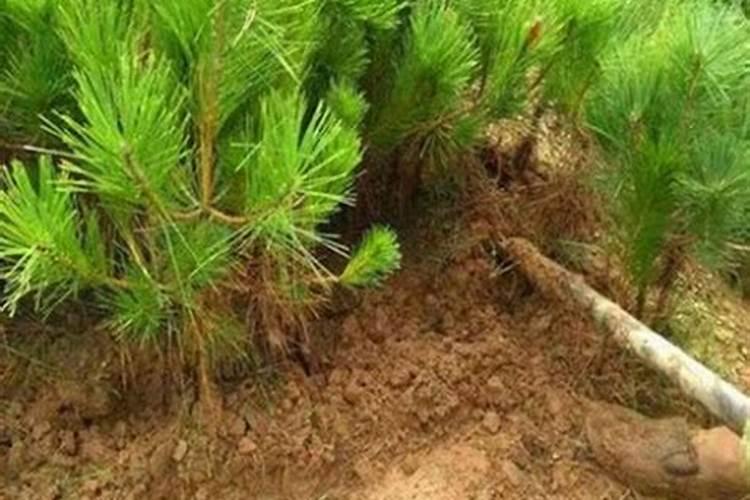 油松植物小苗能长多高