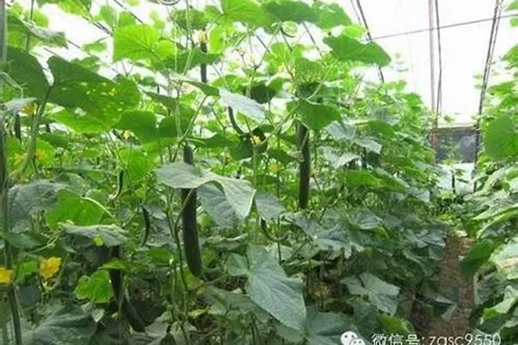 黄瓜有金边是什么问题请专家邦我看看,用什么药防治？