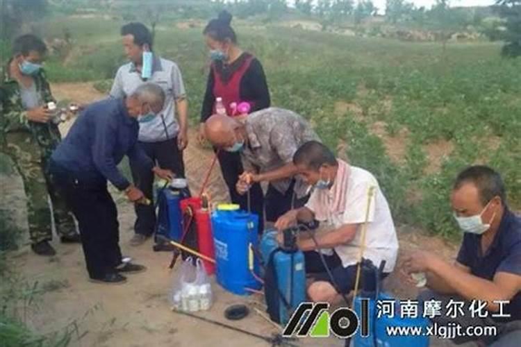 怎么选黄瓜叶面肥？