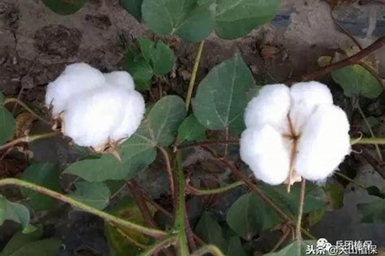 棉花后期需要什么肥料