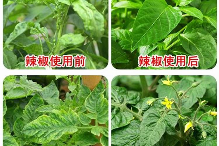 辣椒施肥过多怎么处理 辣椒施肥过多的症状