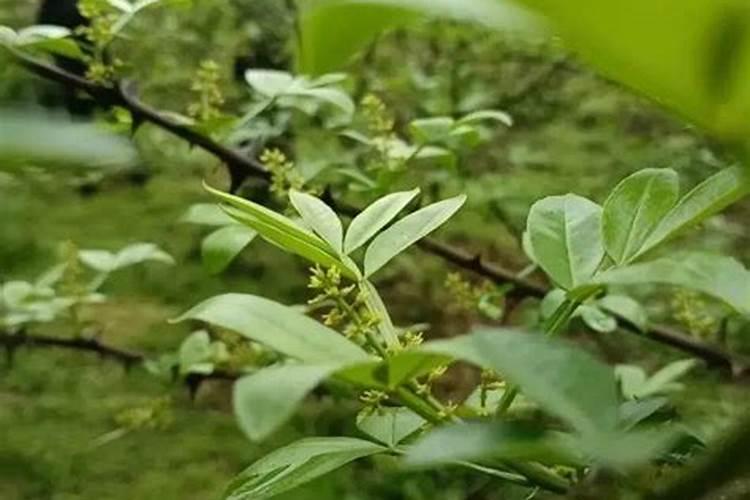 花椒树施肥方法 花椒树如何施肥