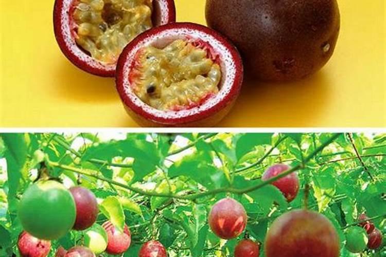 百香果施什么肥料最好