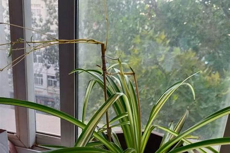 金心吊兰怎么养才旺,掌握4个要点养出旺盛金心吊兰
