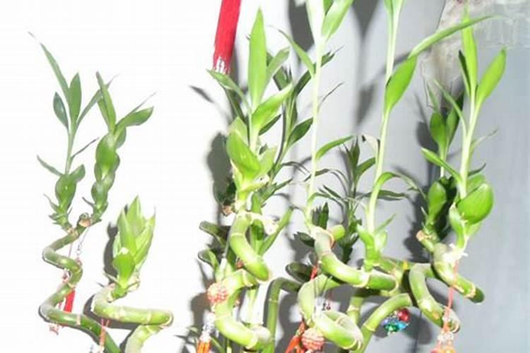夏威夷竹子怎么养才能更旺盛 夏威夷竹怎样养才旺盛