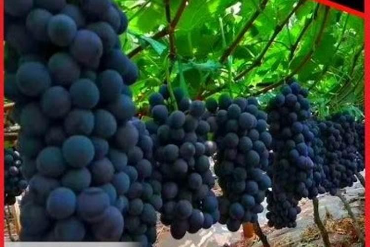 葡萄什么时候上肥料最好 葡萄上肥料的时间