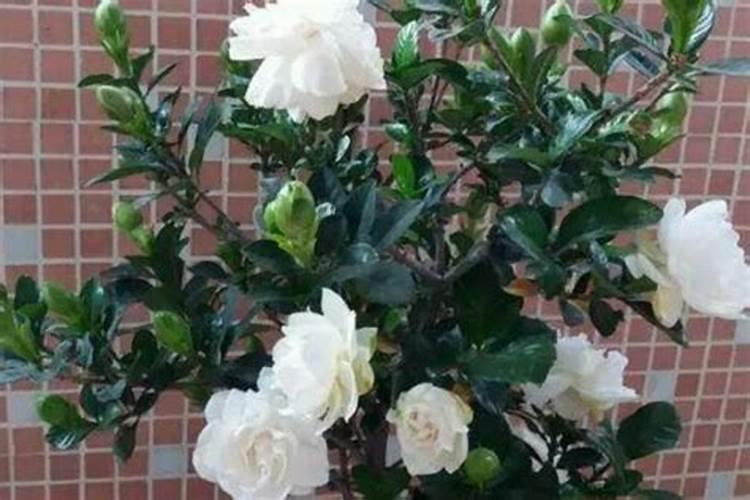 如何给白菜施肥