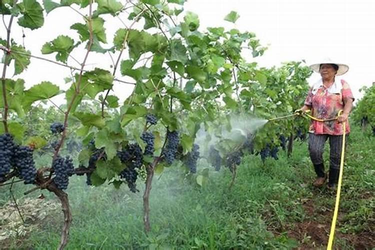 高产麦田如何预防倒伏