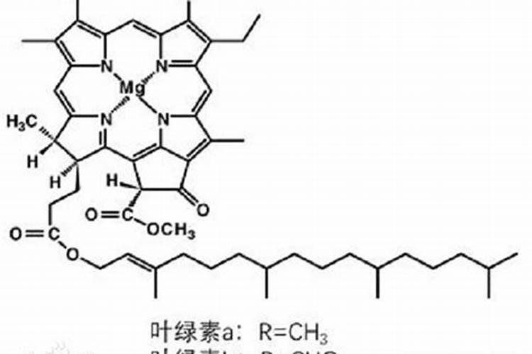 叶绿素的形成和什么有关