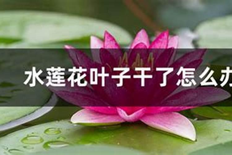 蟹爪兰叶子发蔫怎么办