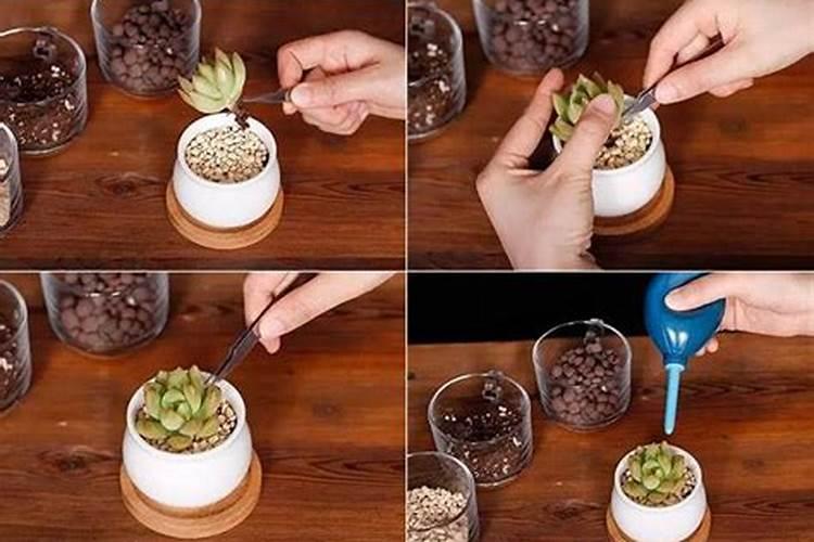 多肉植物怎么栽种