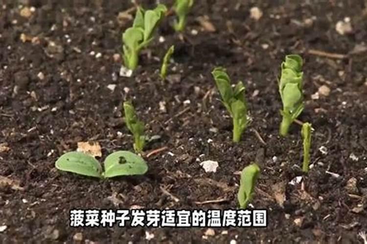 过期大米怎样沤肥呢