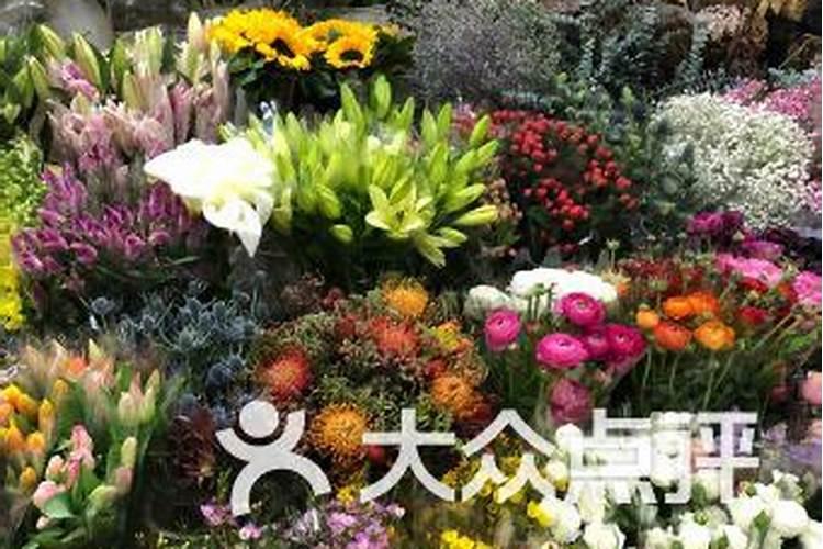 金玉满堂叶子发黄,养了快半年了不见长新叶？