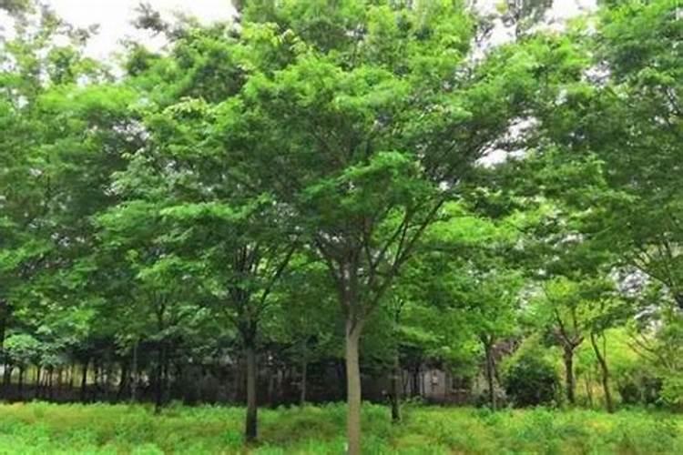 江苏省苏北地区适合种植哪种红木树苗？