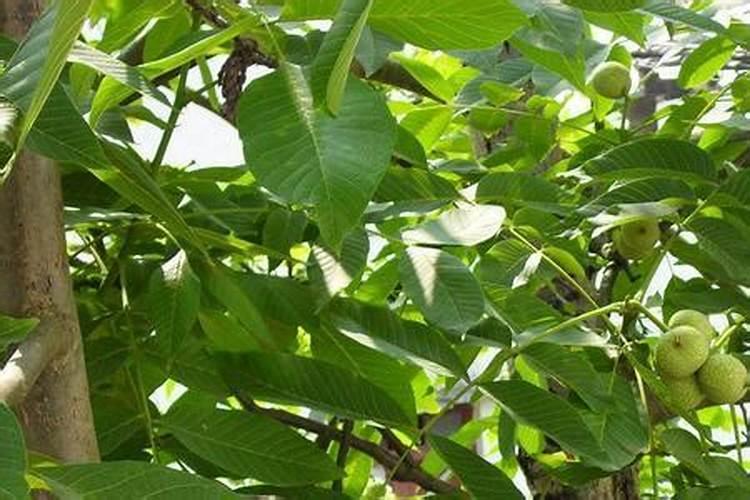 复合肥适合哪些花 什么花可以用复合肥