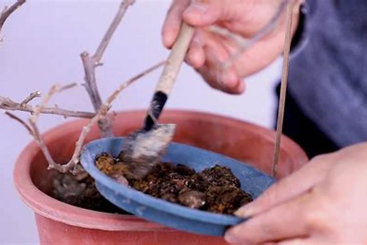 三角梅需要什么肥料最好