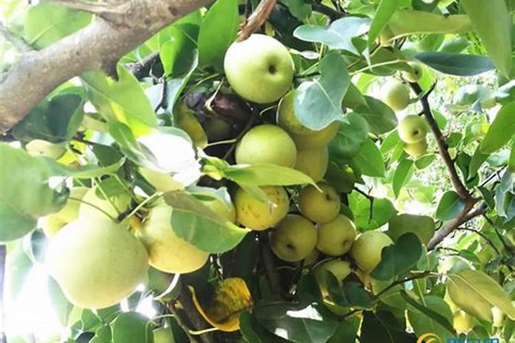 黄金梨的铁头病该用什么肥料？
