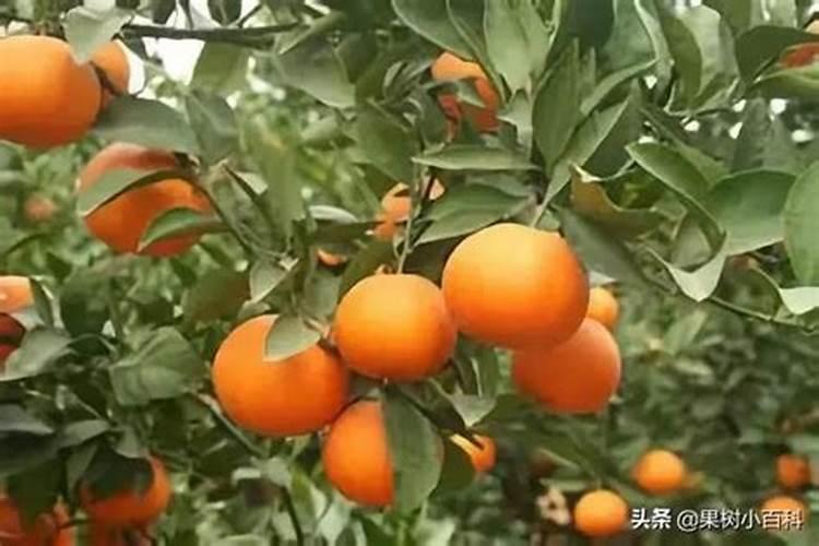 柑橘幼树株施碳铵多少合适？