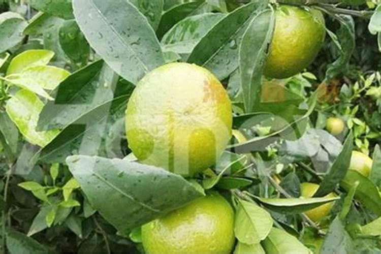 种柑橘用什么肥料最好