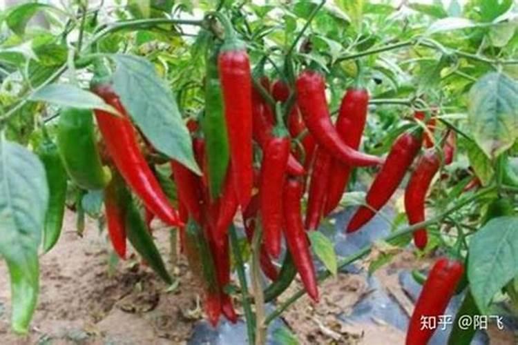 辣椒缺肥会有什么症状？如何正确施肥？