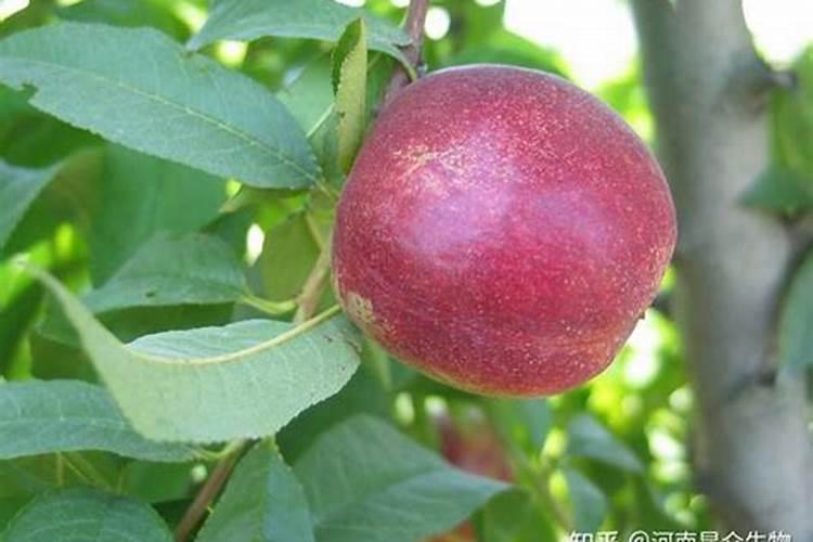 请问七号桃树现在下什么肥料好？