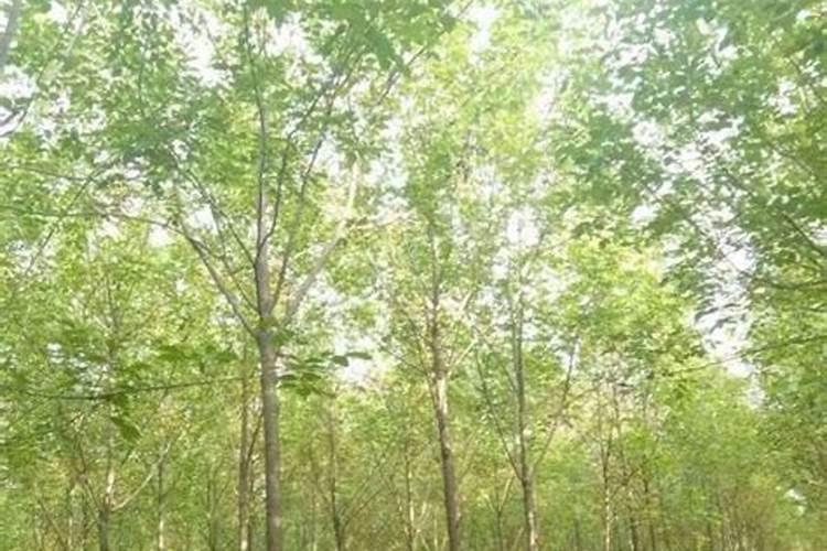 白蜡树用什么肥料最好