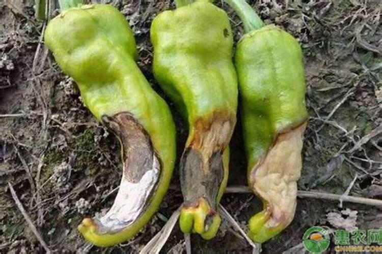辣椒脐腐病怎么防治