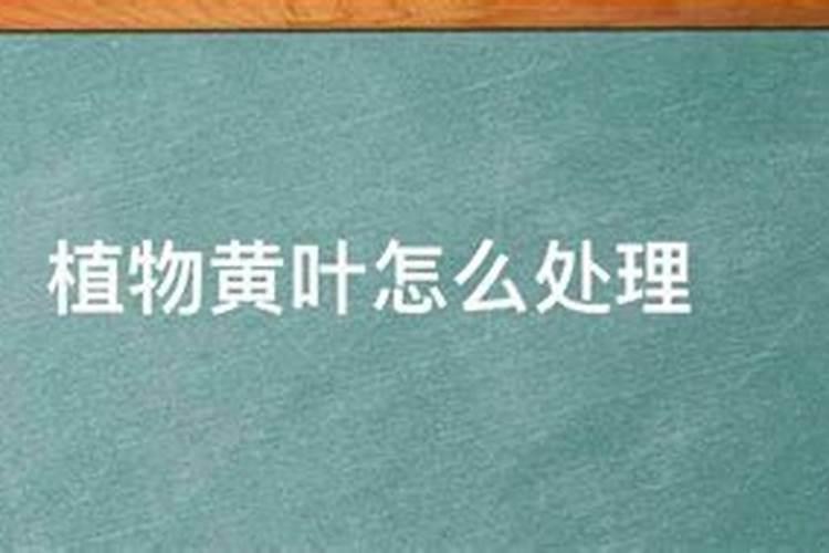 叶子发黄怎么办