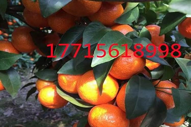 沙塘柑怎样保花保果