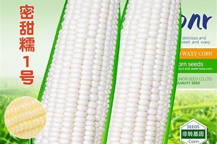玉米后期需要什么肥料,什么时候需肥量最大