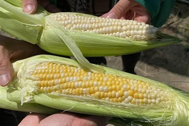 要想种植的糯玉米甜又糯,需要怎么施肥呢？