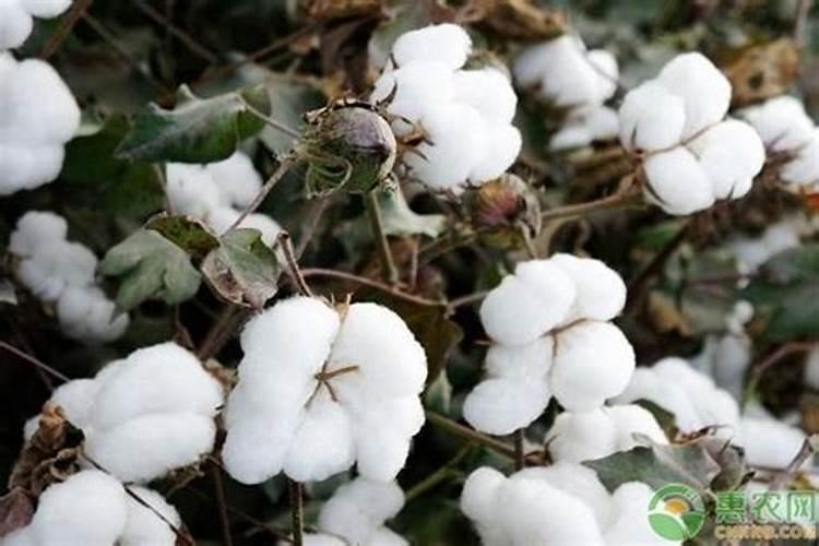 棉花黄枯萎病怎么防治